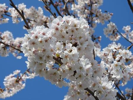 29597775_1099698200170937_7386319386413078533_n