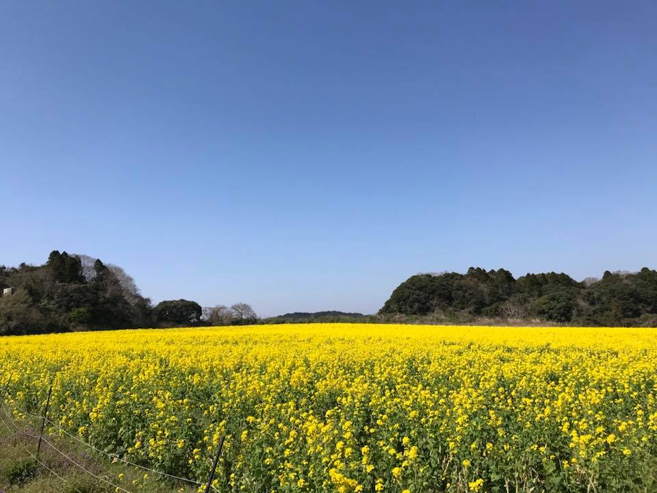 29598101_1654018738023859_8787754319901910430_n