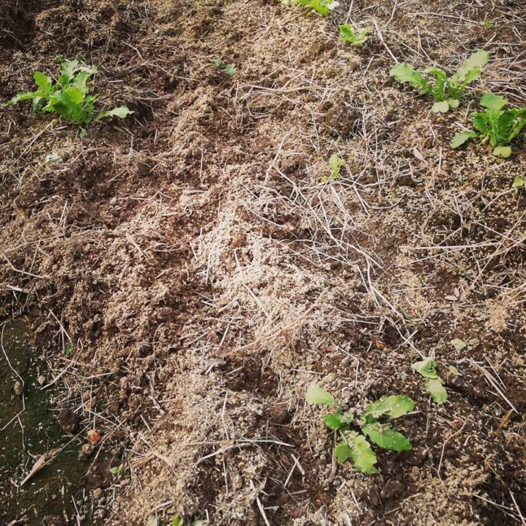 45379015_10215243115584420_8790241434209878016_n-768x768